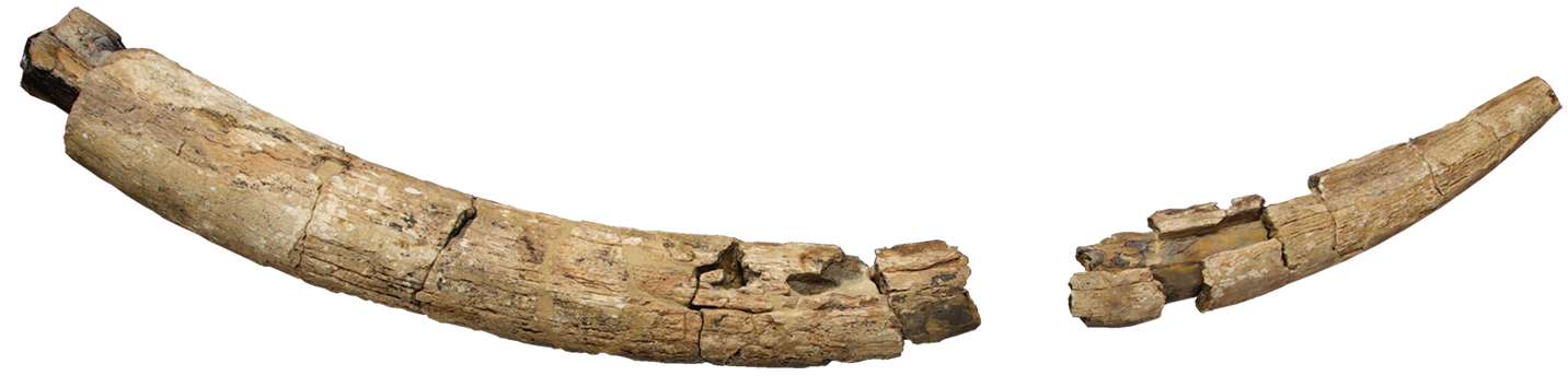 ミエゾウの切歯化石（県立博物館蔵）
