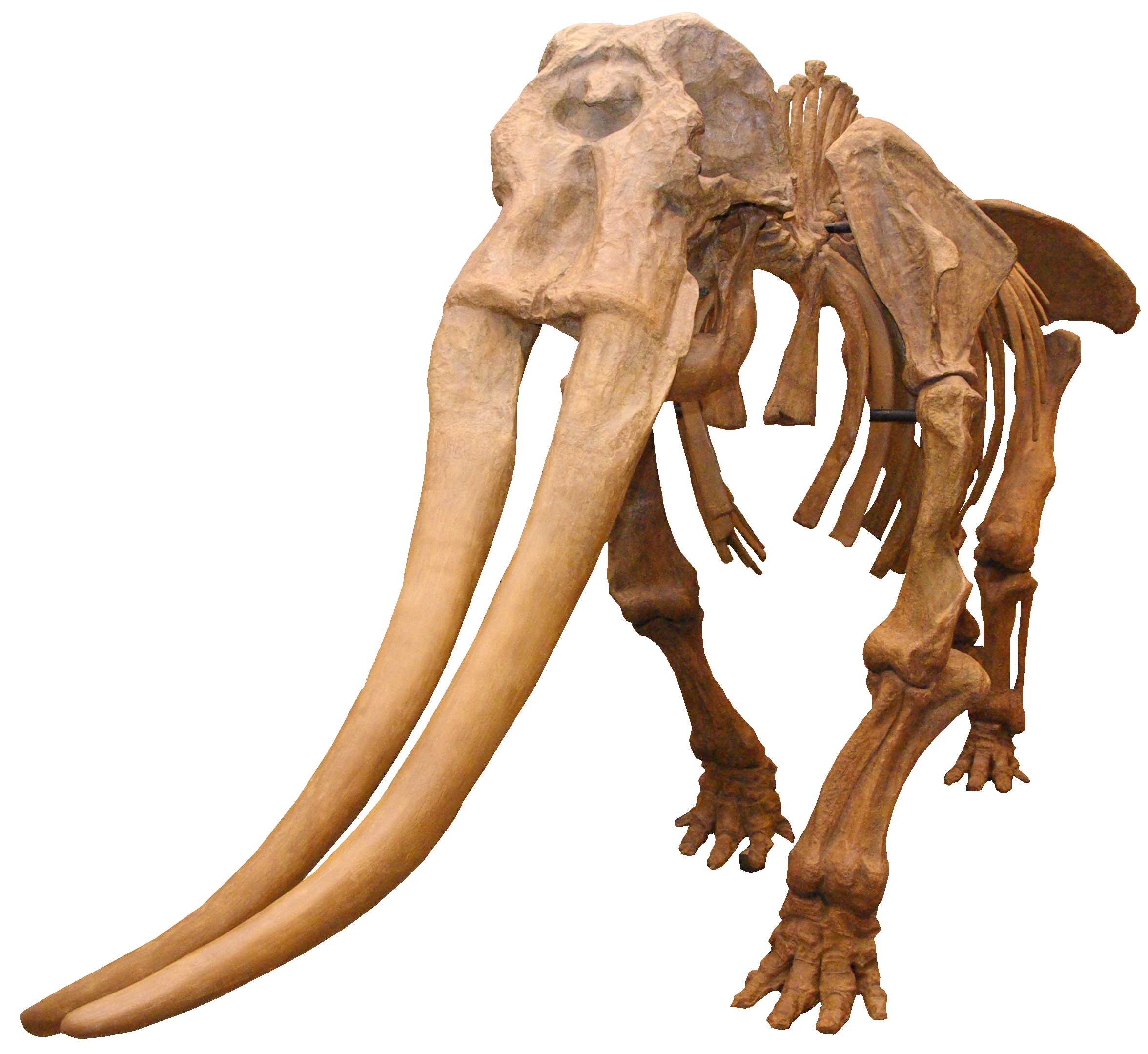 ミエゾウときわめて近縁なコウガゾウの全身骨格（県立博物館蔵）