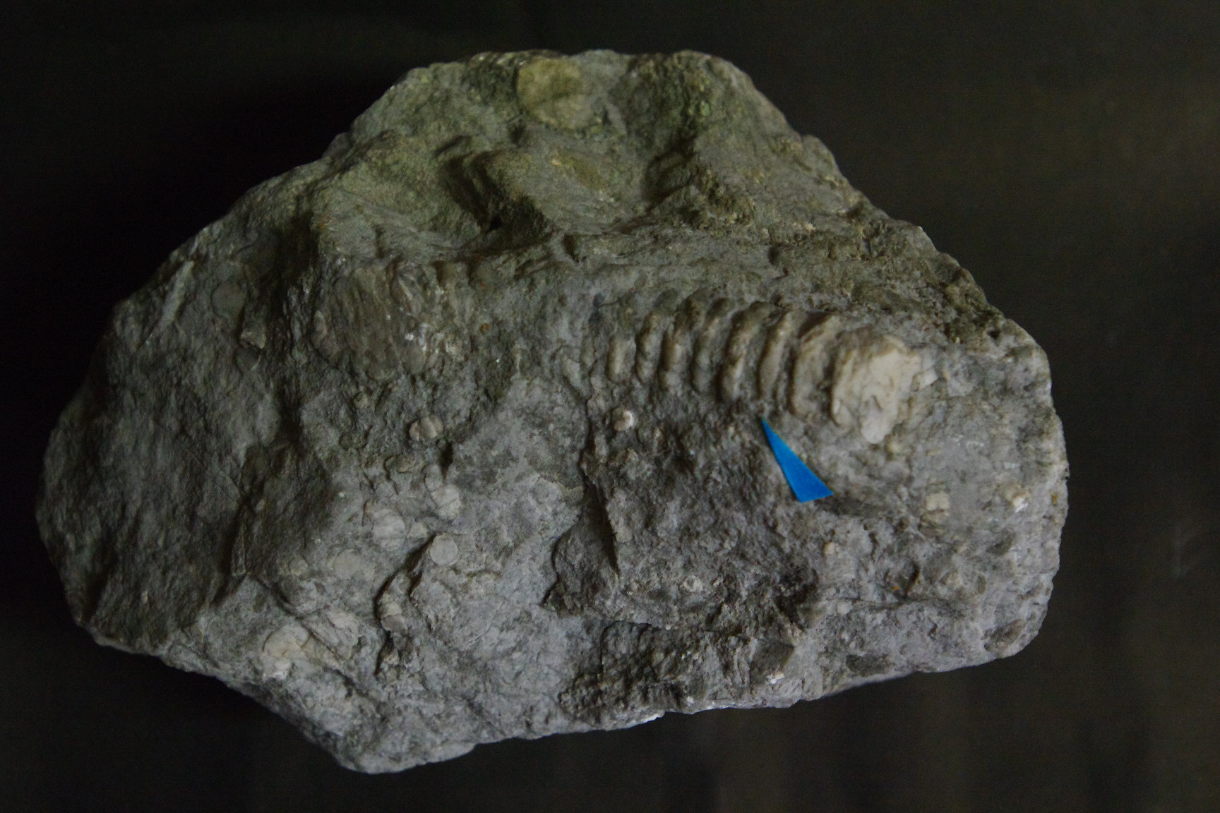 ウミユリ の 化石