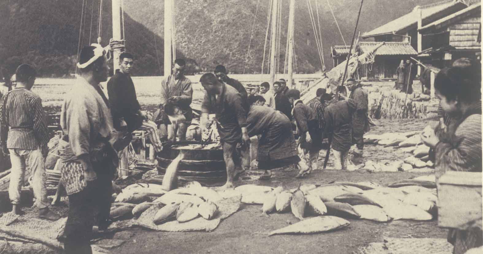 『三重県写真帖』に見る九木浦(現尾鷲市)の鰤漁(拡大)