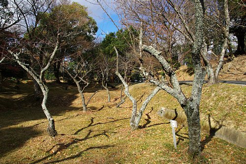 梅園の様子