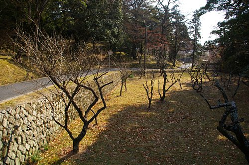 偕楽公園の梅園