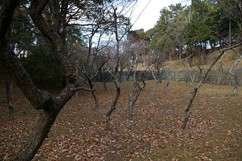 梅園の様子