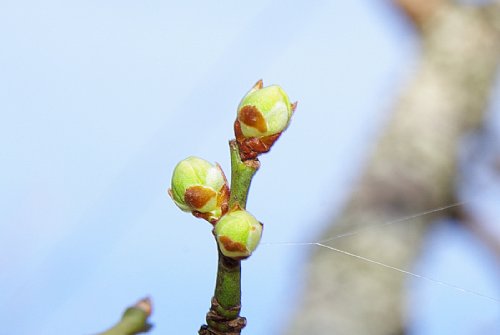 標準木の近くの白梅