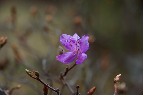 季節はずれのツツジの開花