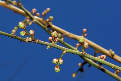 標準木以外の花芽もふくらんできました