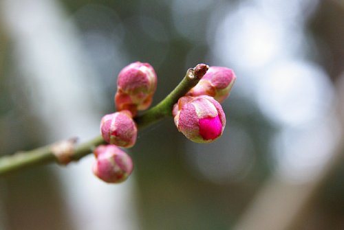 赤い花弁がみえはじめました