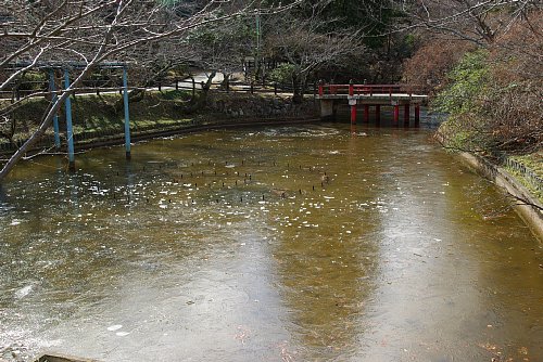 全面凍った公園の池