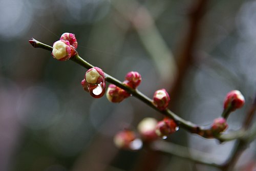 白い花弁と雨のしずく