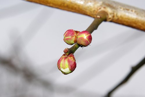 標準木の花弁が見える花芽