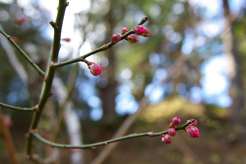 花弁がみえる紅梅