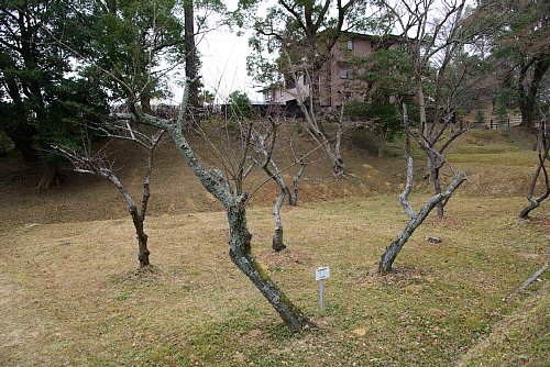 ウメの標準木の現状