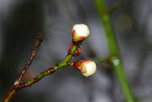 花びらがほころびそうな花芽も見られました