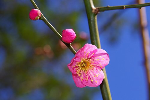 紅梅が開花しました