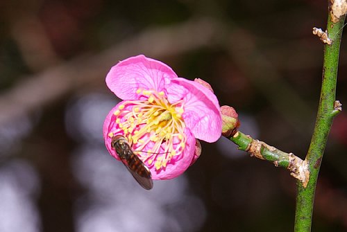 早くもやってきたハナアブの仲間