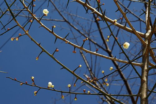 標準木も開花がはじまった