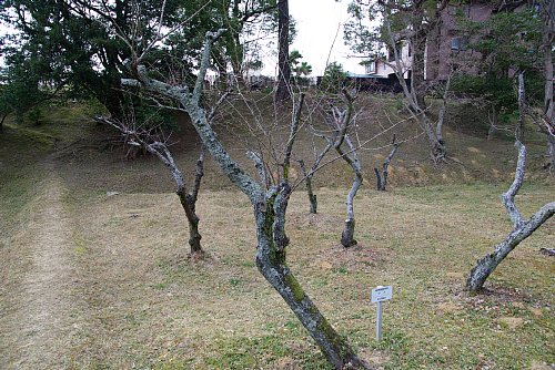 標準木は咲き始めたばかり