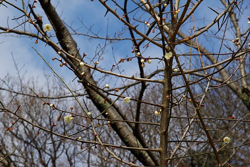 標準木の開花状況