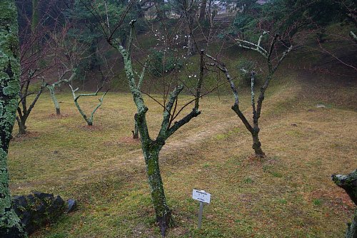 標準木の開花状況