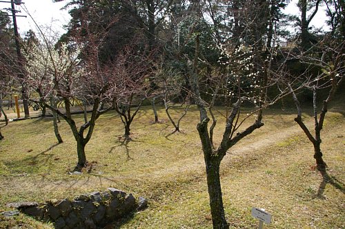 木によって開花状況がちがう