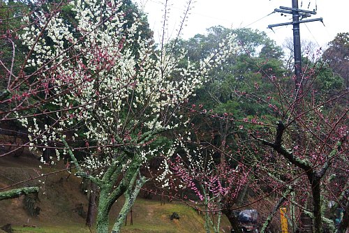 開花が進む梅園
