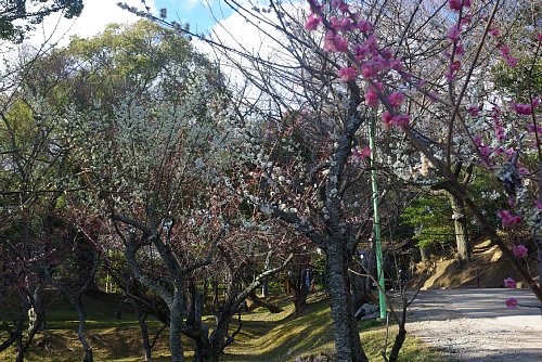 咲きそろったウメの花