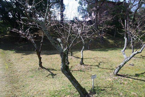 花の盛りは過ぎました