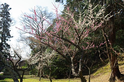 まだ花は咲いています
