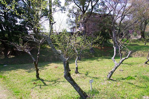 標本木の今の様子