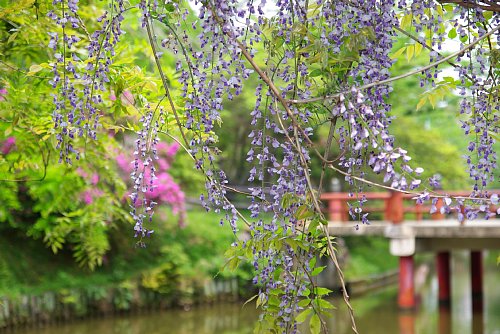 なごりのフジの花