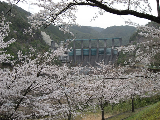 No 11　写真「桜満開の七色峡園地」