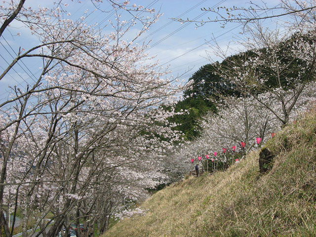 No 18　写真「桜満開の玄工山」