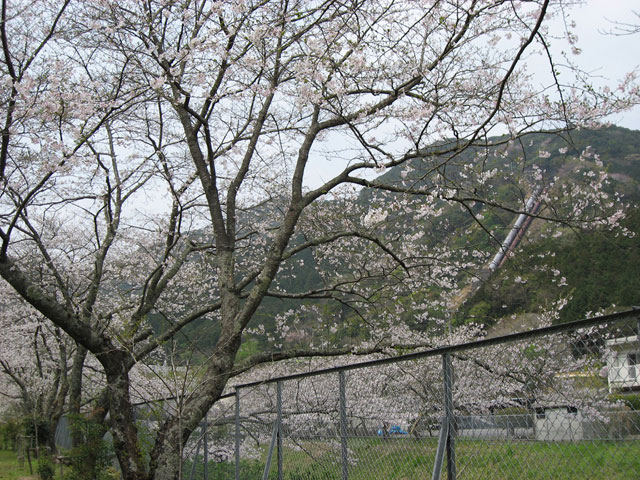 No 19　写真「桜満開の始神さくら広場」