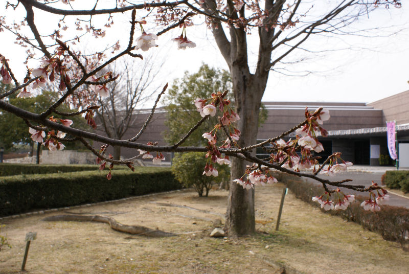 No 46　写真「斎宮の早咲き桜」