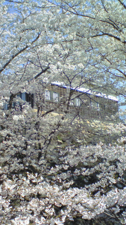 No 50　写真「桜咲く」