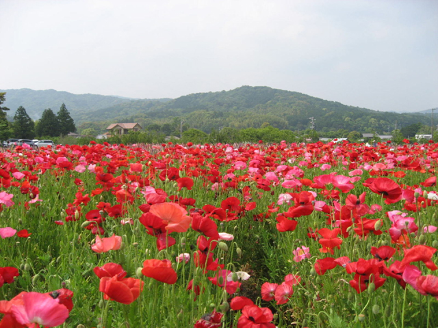 三重県 環境総合 投稿写真詳細