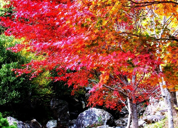 笠木渓谷の紅葉