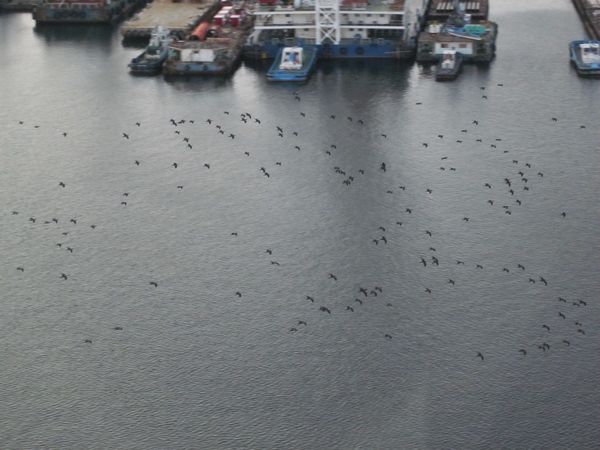 海鳥の群れ