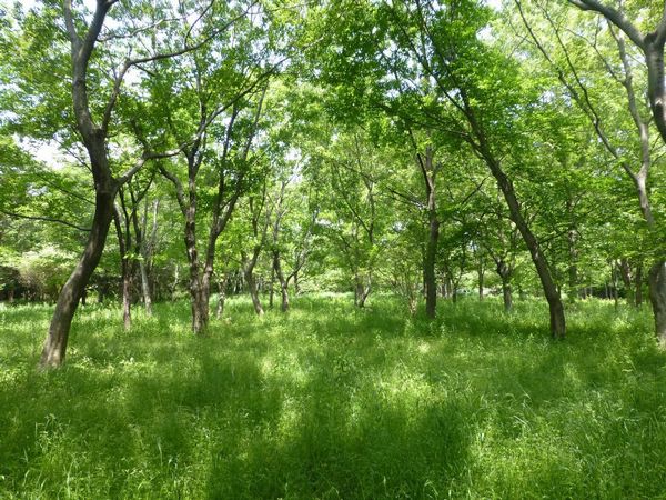 緑さわやかな雑木林