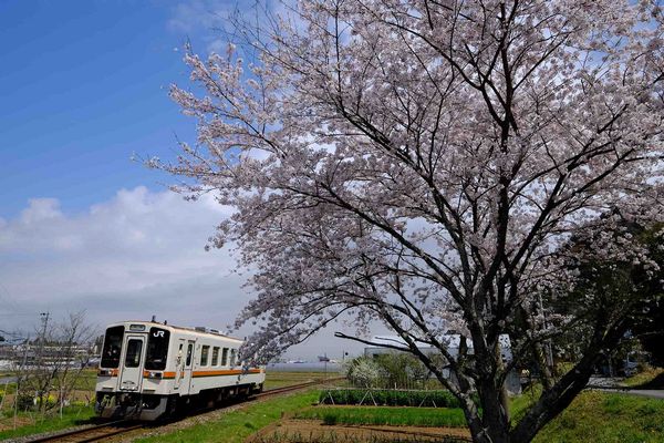 桜の花咲く名松線