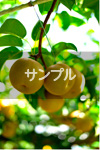 サンプル２