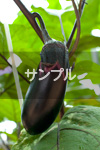サンプル１