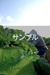 サンプル１