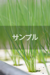 サンプル１
