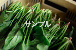 サンプル２