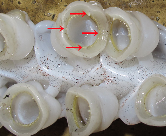 触腕の大吸盤には90°ごとに大牙状歯が並ぶ