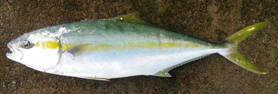尾叉長59cm