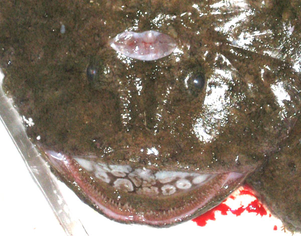 三重県｜おさかな図鑑・情報：アンコウ