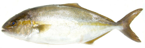 三重県 おさかな図鑑 情報 カンパチ