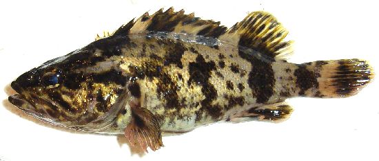 タケノコメバル　フィギュア　魚寸30cm タケノコメバル フィギュア 魚寸30cm （三重県｜おさかな図鑑